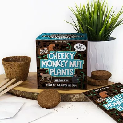 Grow Your Own - Cheeky Monkey Nut Plants